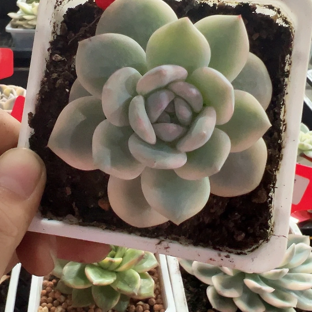 12号橙梦露锦多肉植物