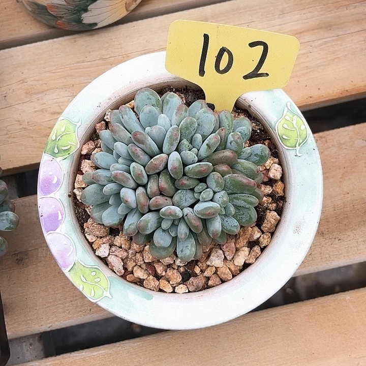 香香雪102号码牌子的话