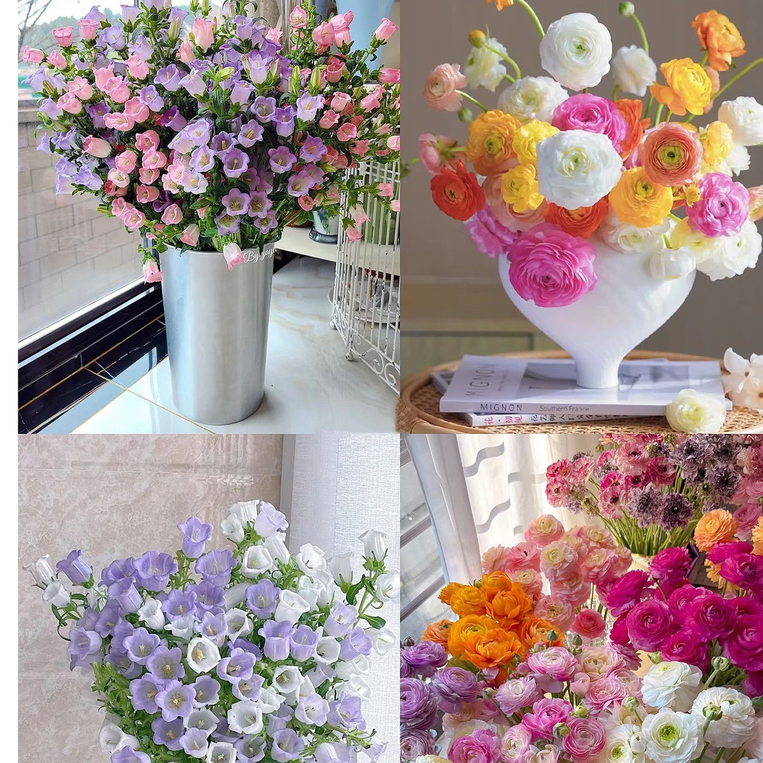 洋牡丹风铃组合 云南基地直发 5度以下拍保温棉 好养耐养