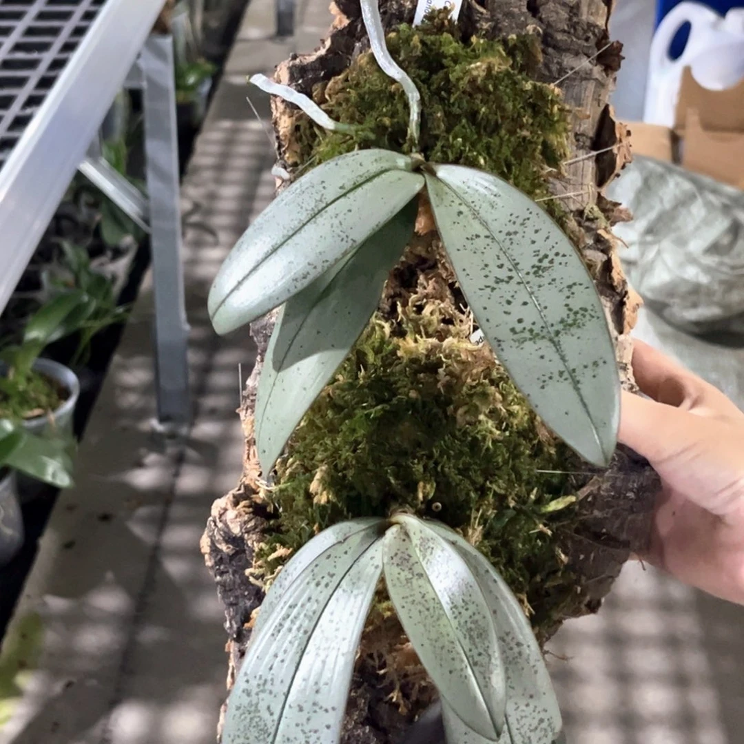 今***！无花朵板值22ic苗