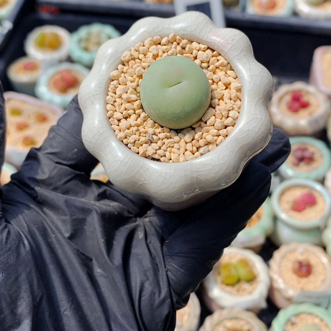 2261-- 一物一拍 带盆