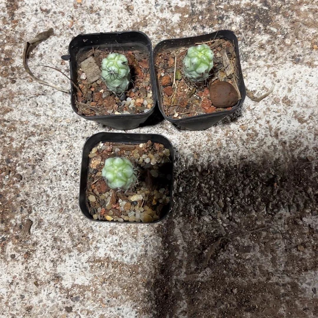 福利自根清货徒帝王