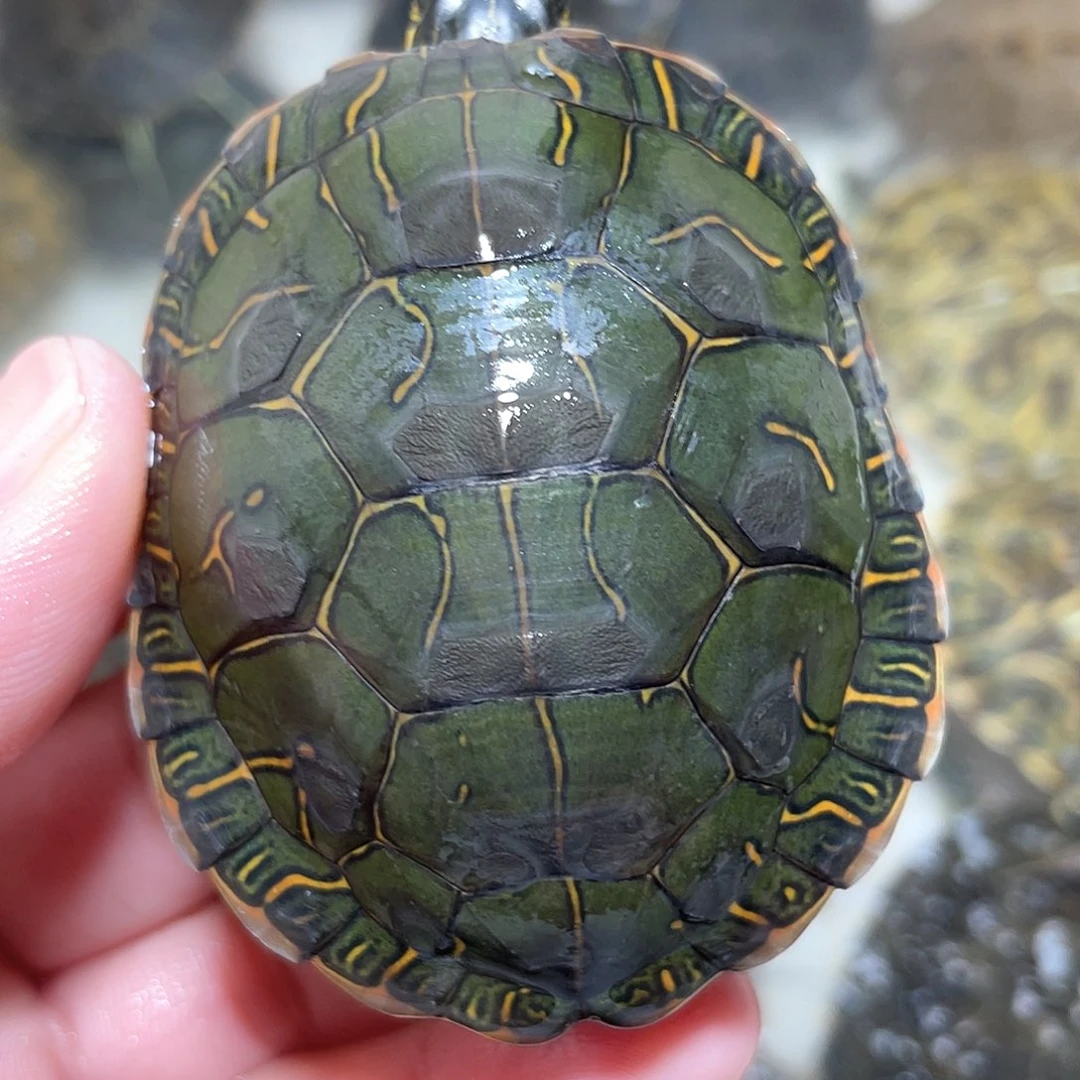 宠物龟不分公母6.3