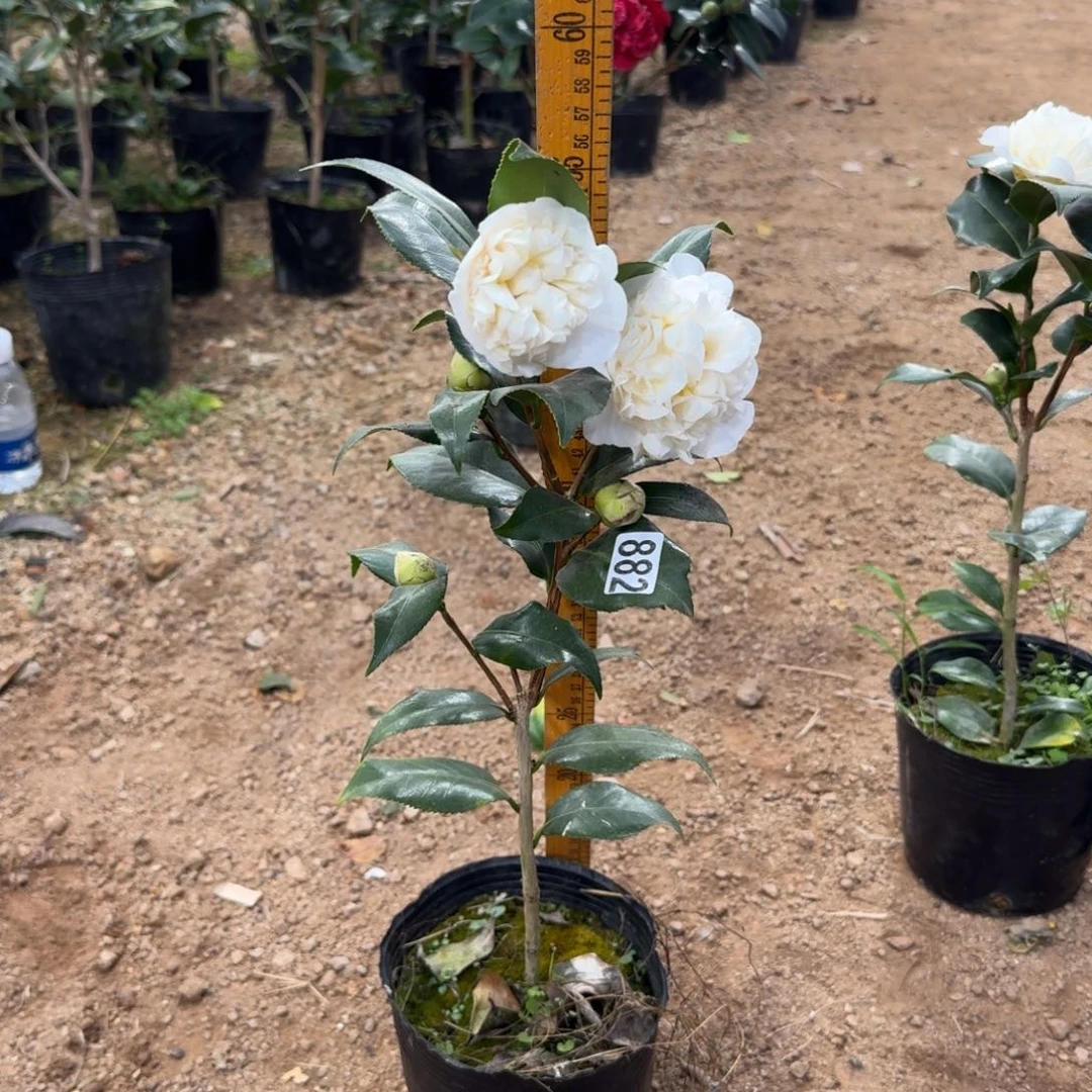 少量花朵（建议范围：2朵-5朵 或40%以下）882黄绣球