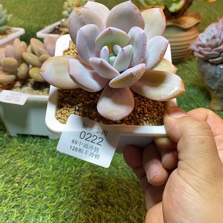 0222啊啊啊啊啊啊啊啊啊