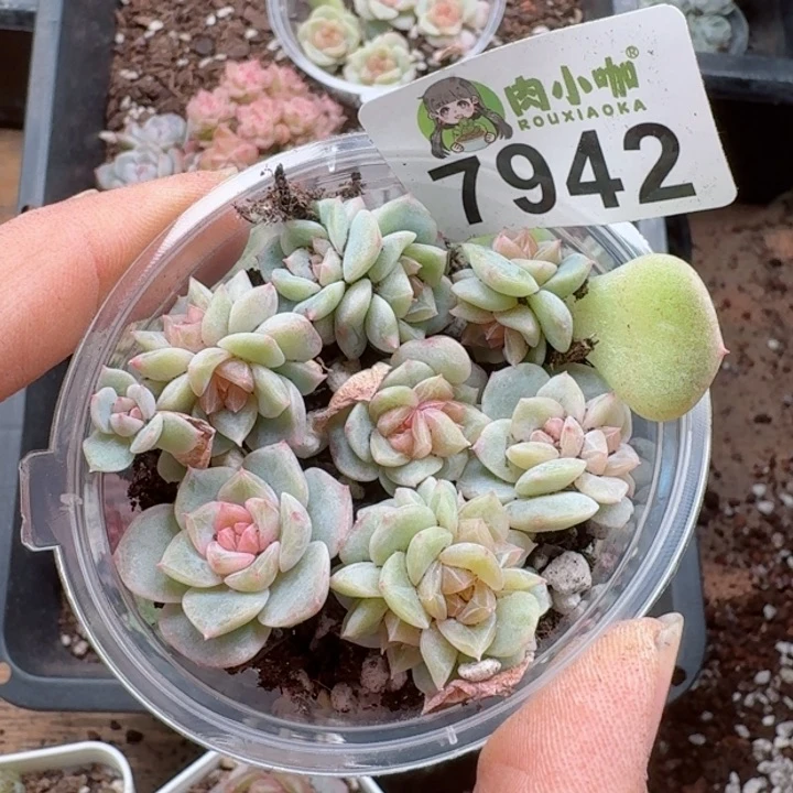 多肉植物多肉植物