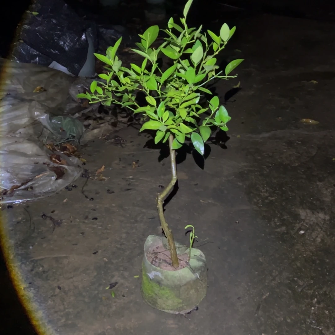 无花朵绿植盆栽植物花卉