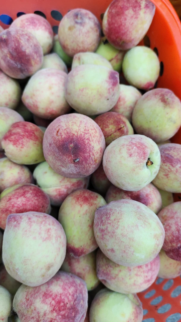 农村赶集新鲜青桃黄桃脆甜