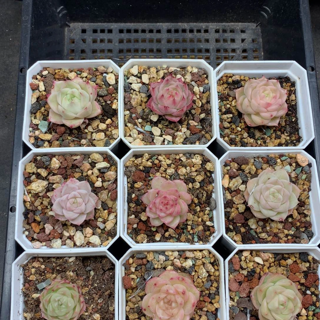 1209-50 麦秆套餐