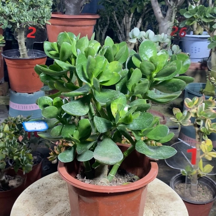 红边青玉一物一拍