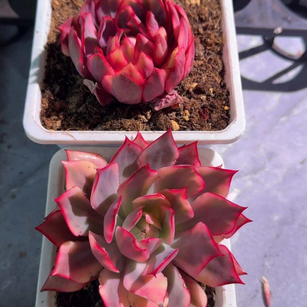 宝莲灯锦，锦上园艺量拍