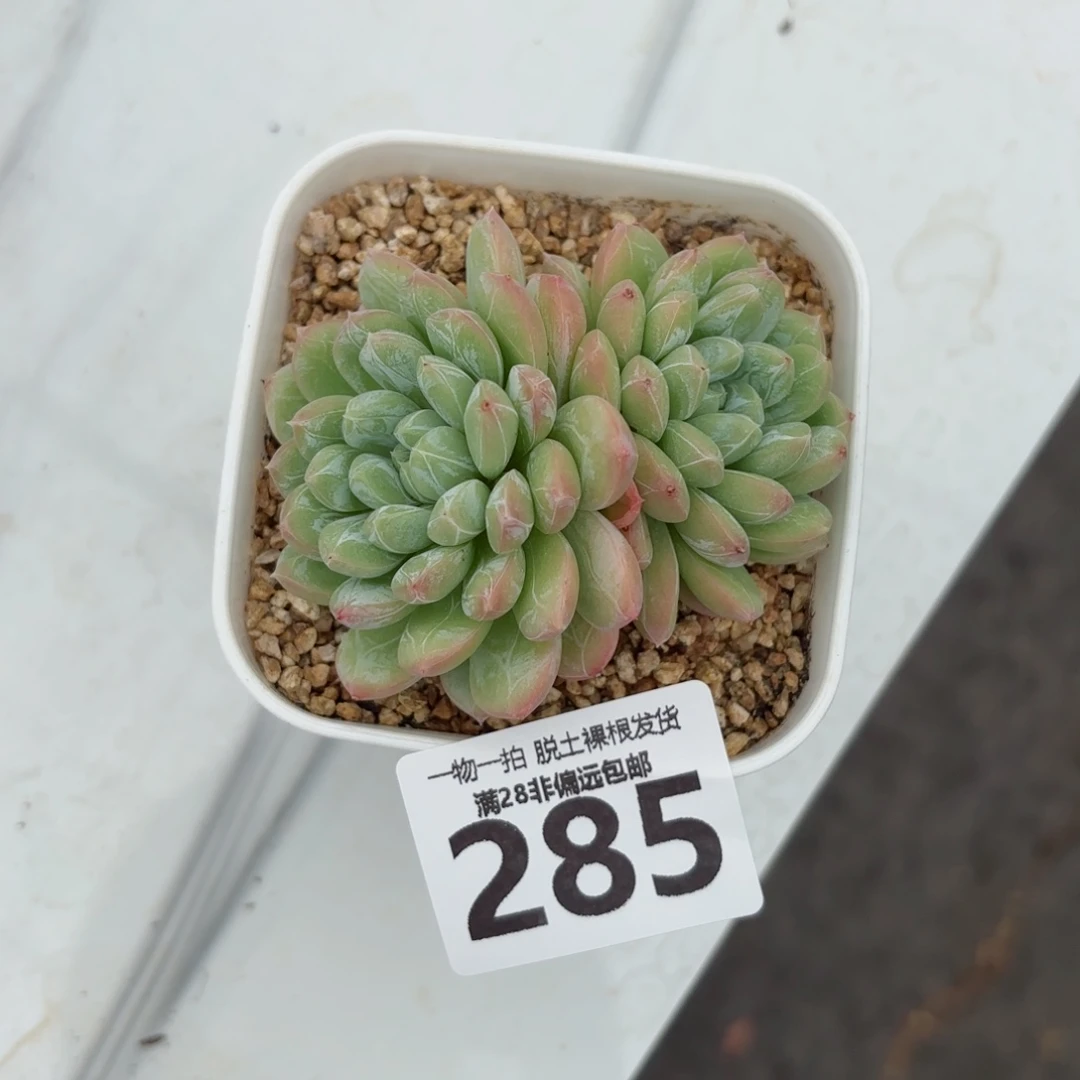 百达翡翠无盆土发货