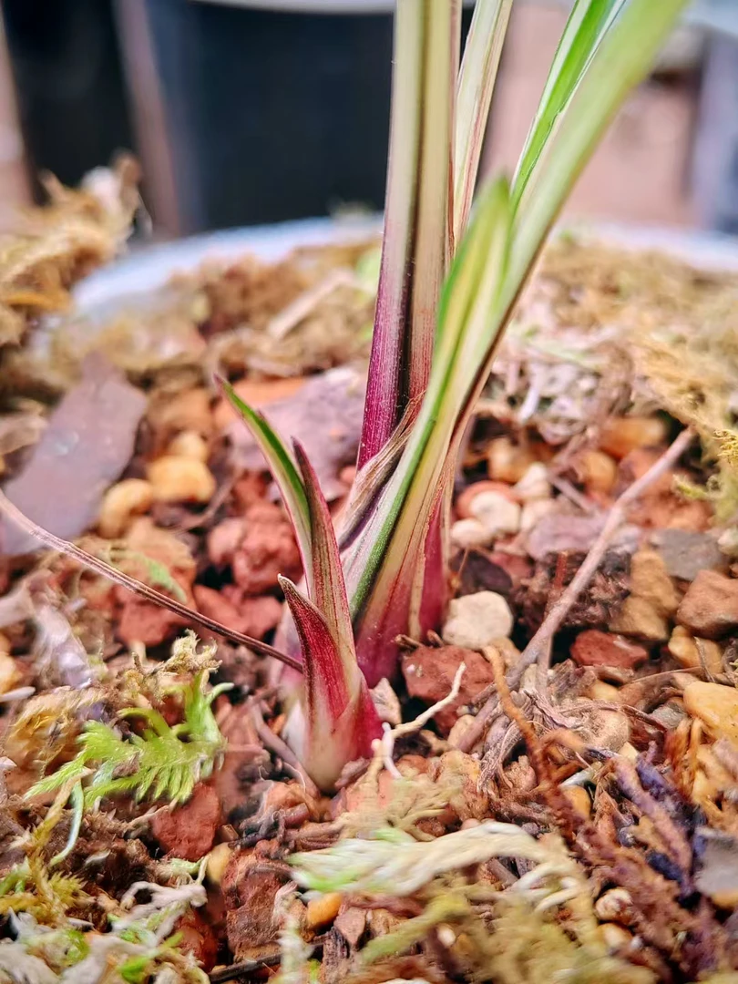 精品兰花 室内外盆栽盆景 （一物一拍）