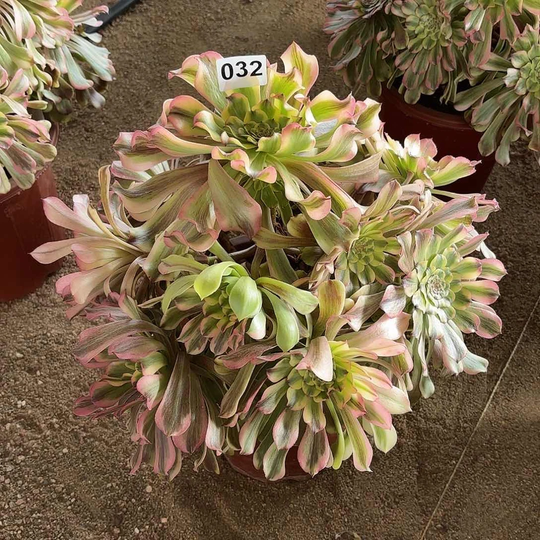 多肉法师黛玉032