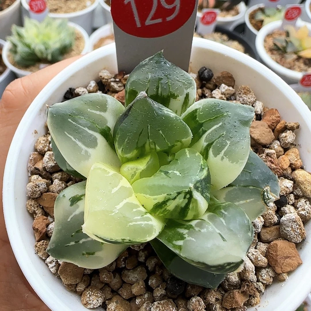 129号丸叶莫迪卡锦一物一拍带盆土