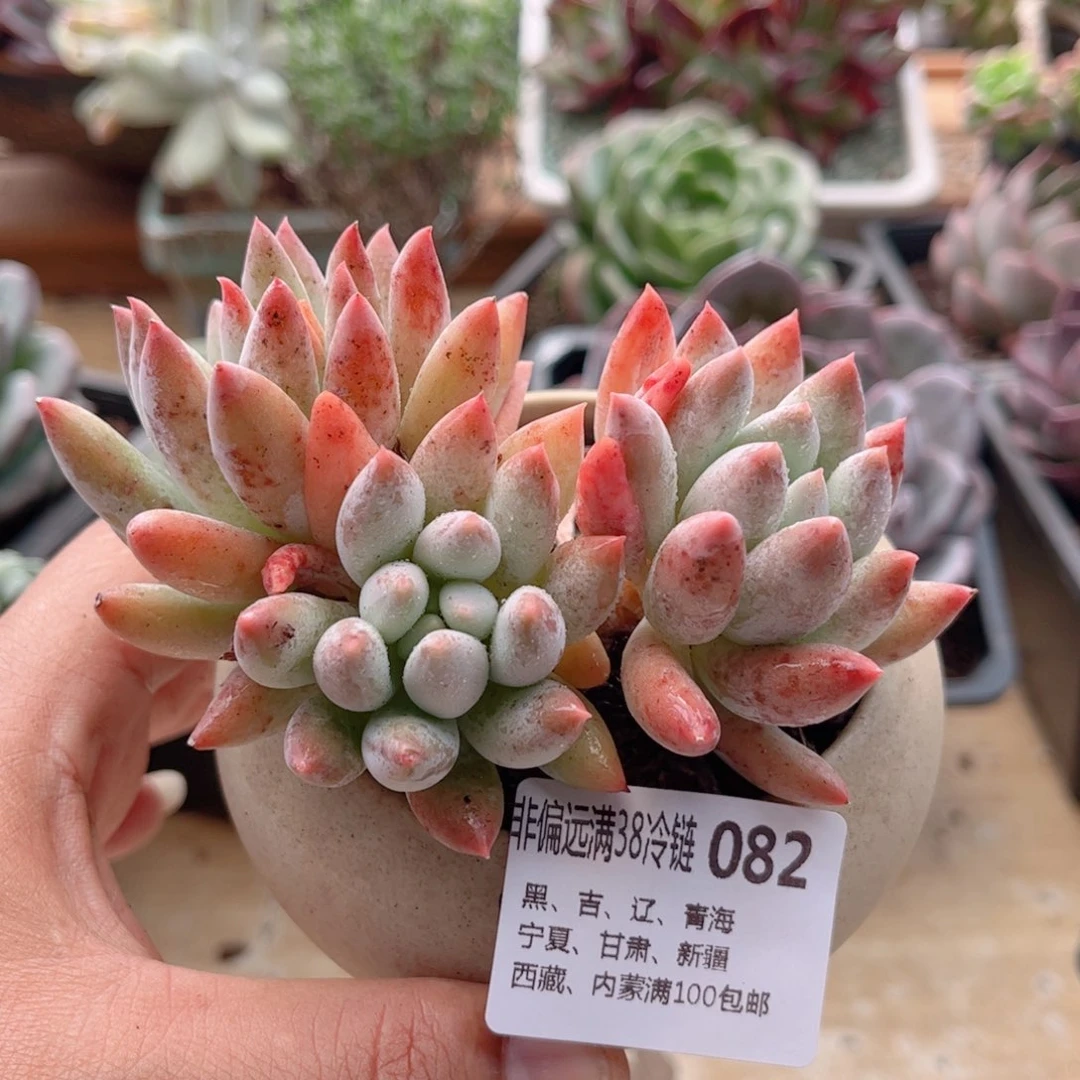 082所罗门德华多肉