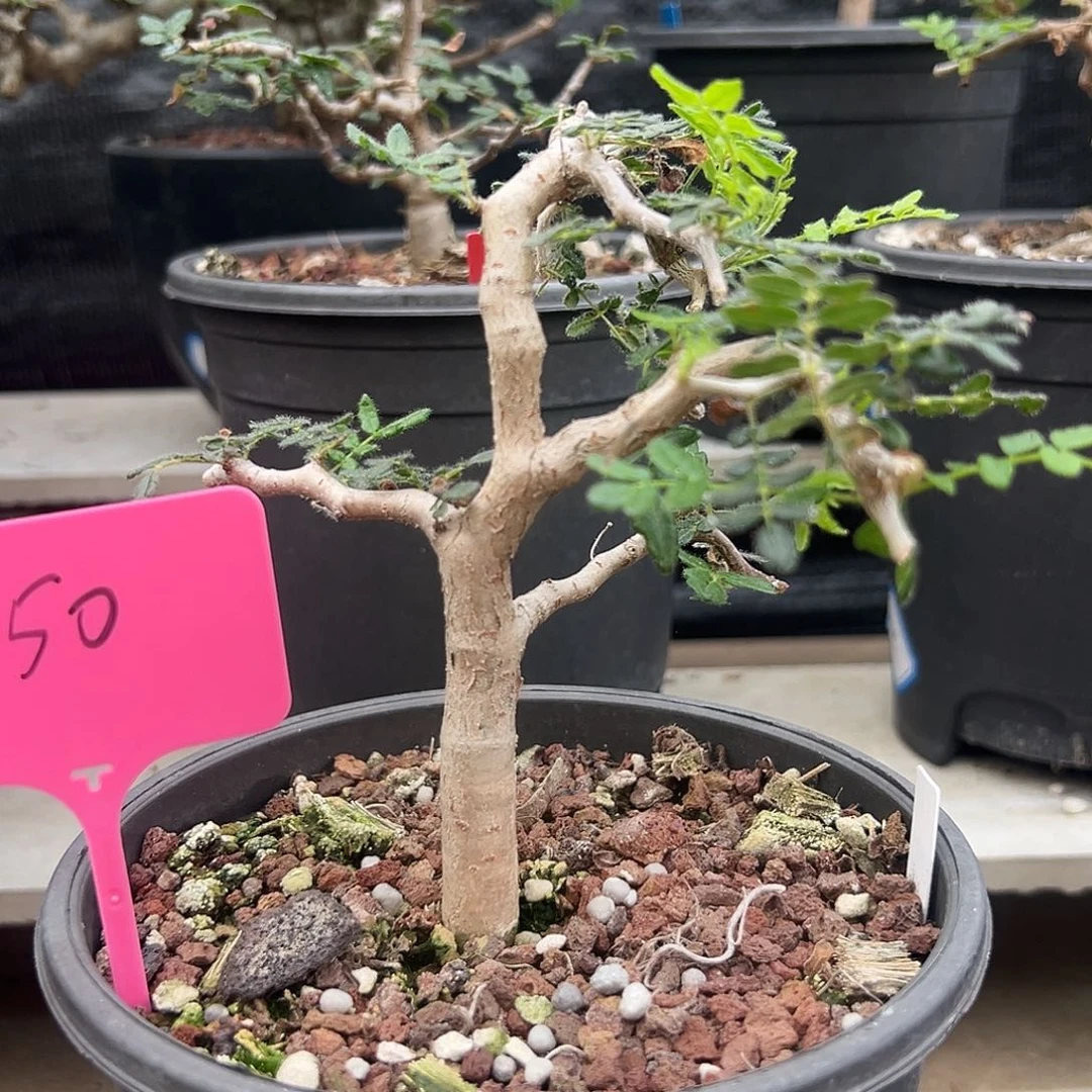 滔天橄榄一物一拍偏远不包邮不退不换