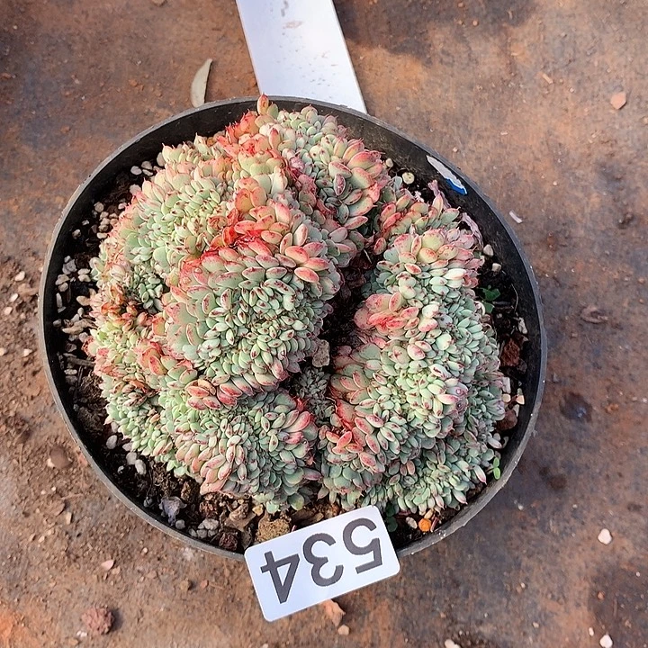 534姬莲缀一物一拍多肉