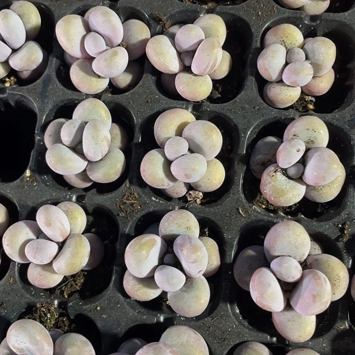 小奶酪1元带土发