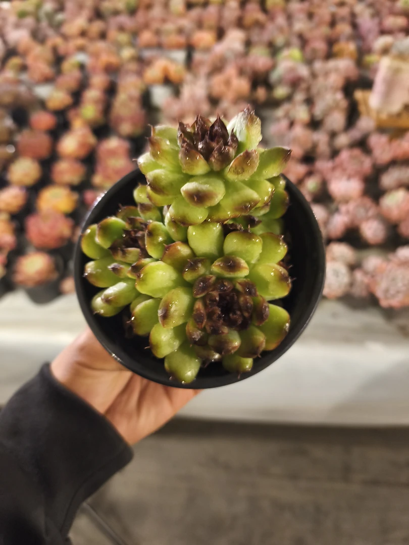 带盆多肉植物稀有大颗好养绿植适合办公室阳台四季盆栽易活