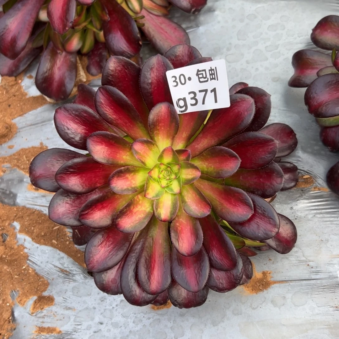 371夕阳多肉法师