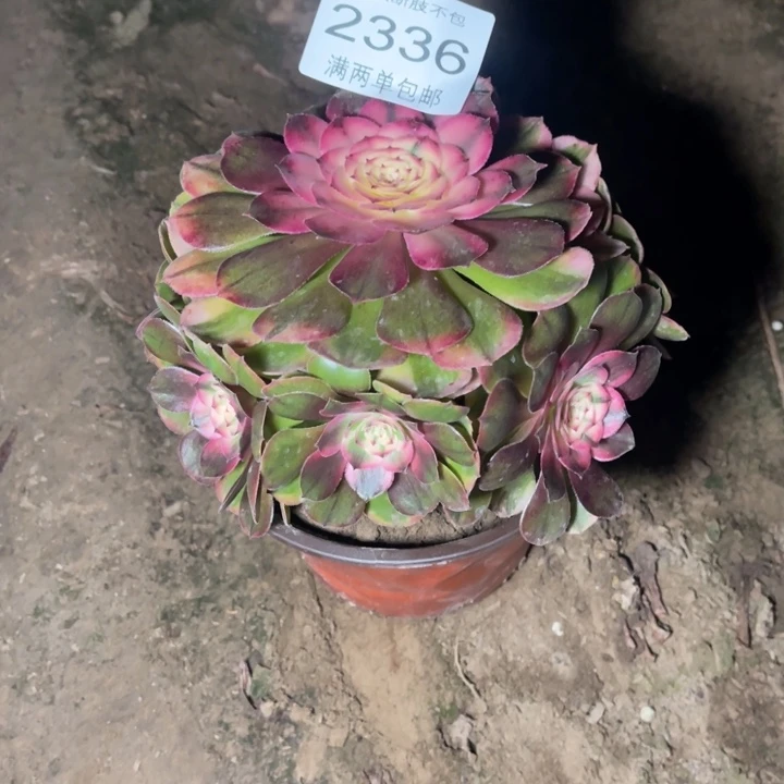 2336荔枝的人多肉的