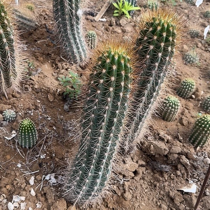 花***痴像头伸毛花柱30的