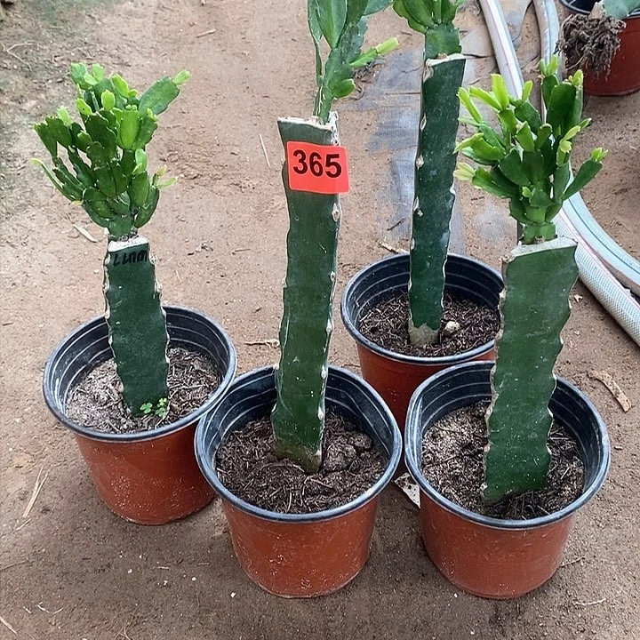 无花朵瑕疵苗脱土发货365号，新疆不包邮