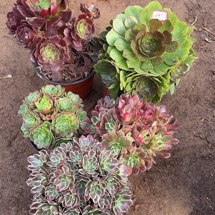 491多肉植物组合，