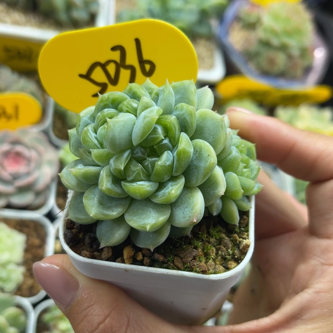 泼天富贵3头群5036