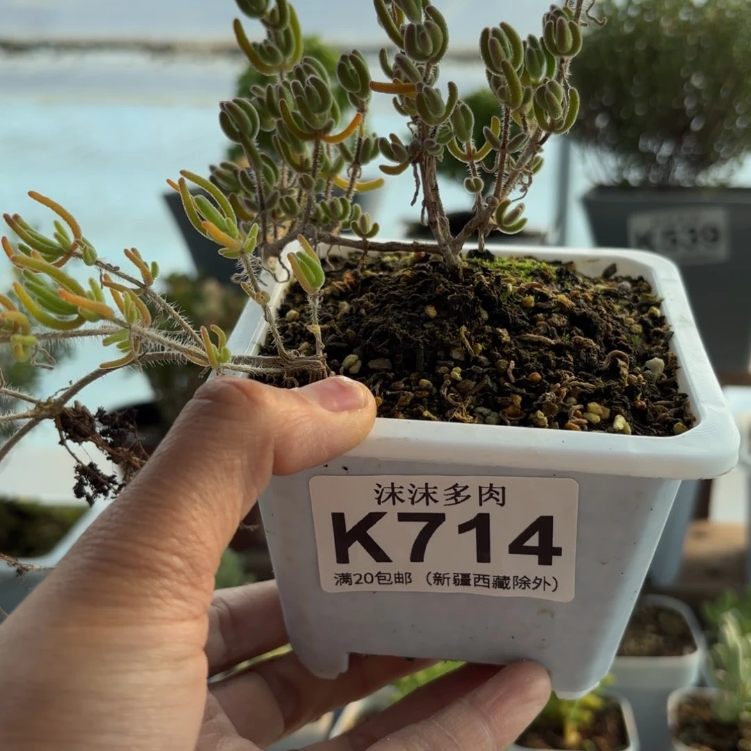 714橙叶枝干福利哦