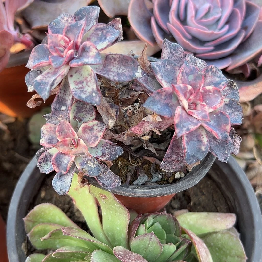 多肉植物多肉植物