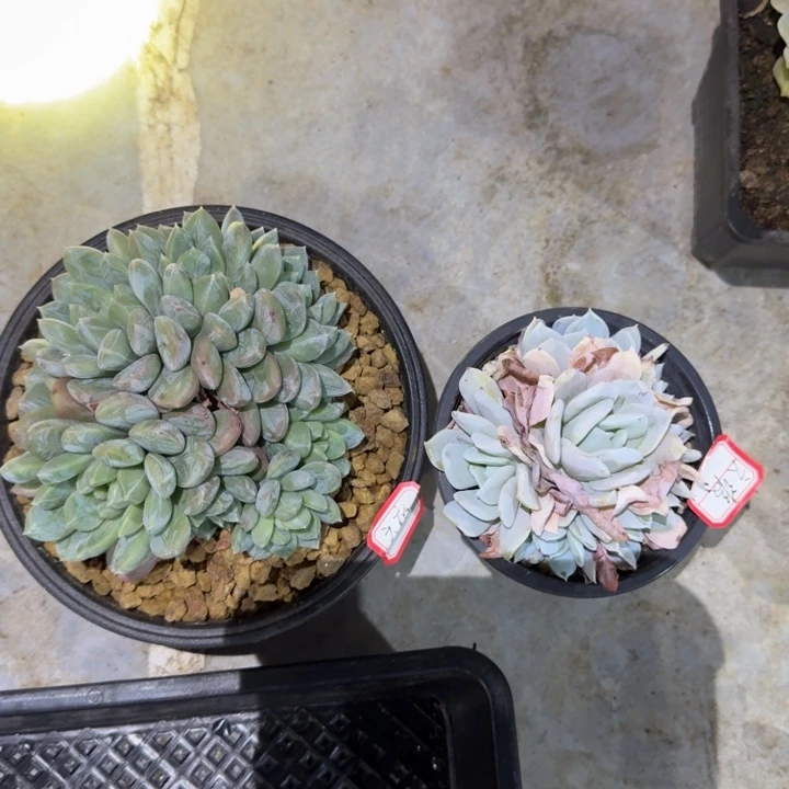 百达翡翠雪特新号福利价