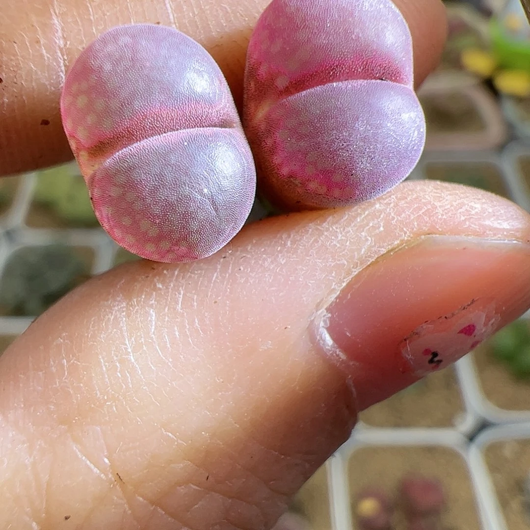 【闪购商品】108 粉钻