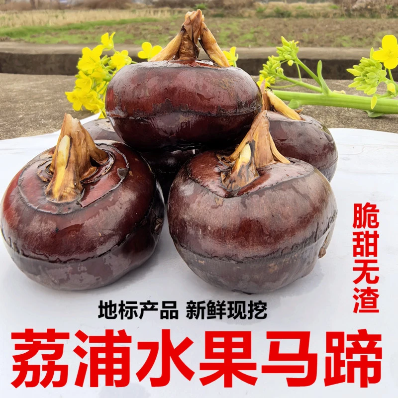 广西荔浦马蹄荸荠新鲜水果马蹄现挖脆甜多汁桂林特产当季蔬菜包邮