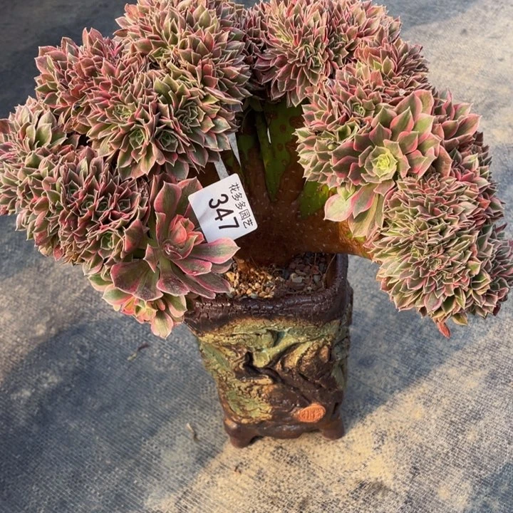 347号女神法师缀化