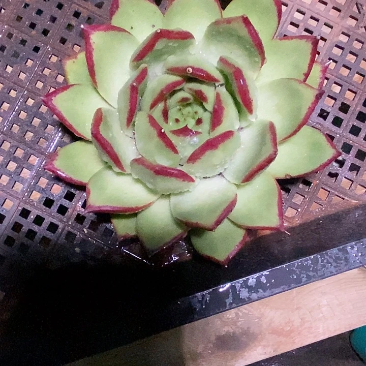 *****福利原始种凤凰15
