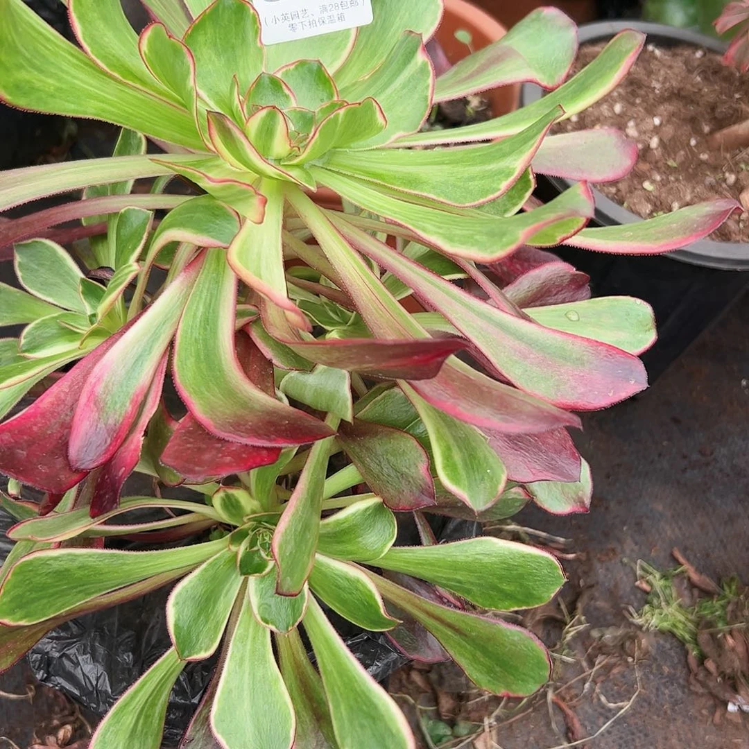 多肉植物999紫燕法师