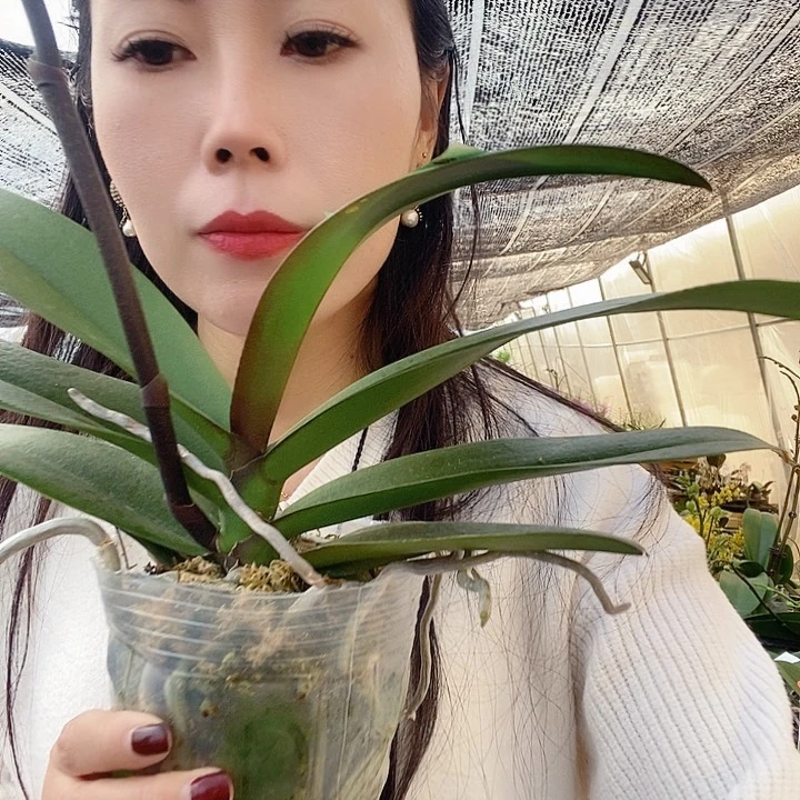 无花朵黄桃之梦蝴蝶兰