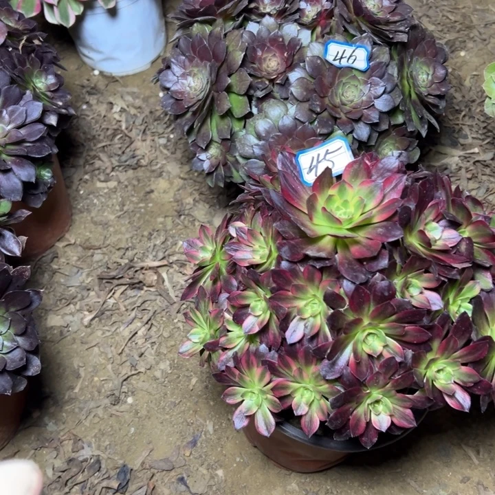 多肉植物两个法师45