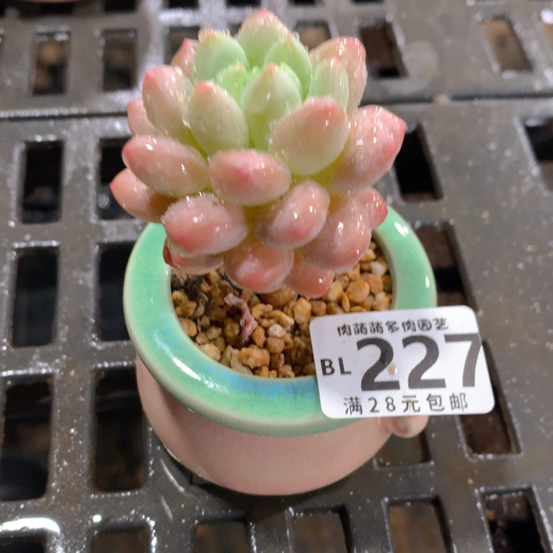 肉萌萌5cm拇指盆精控多肉BL227