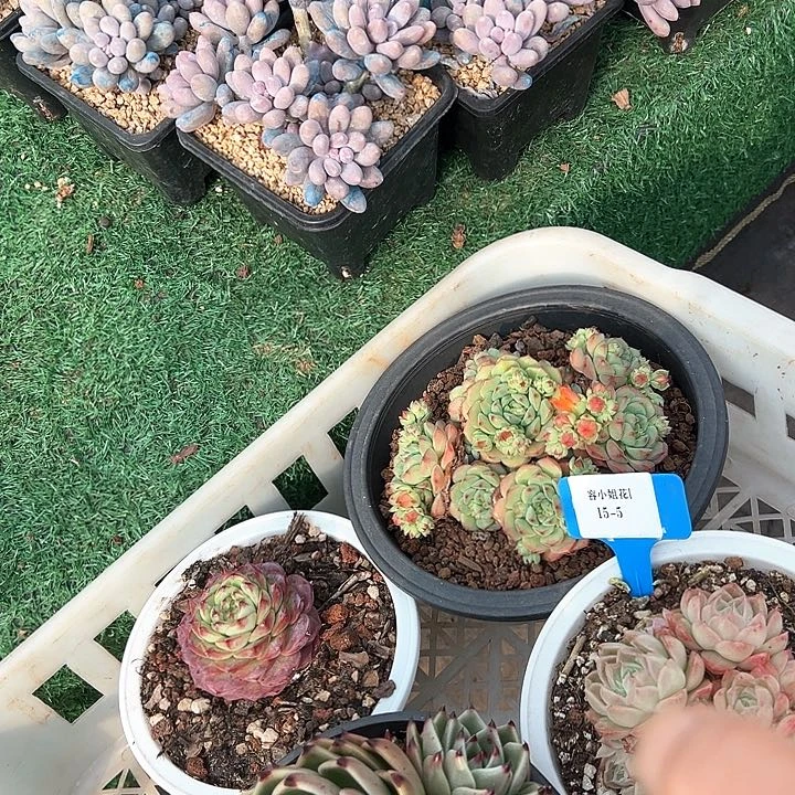 15.5一筐多肉植物