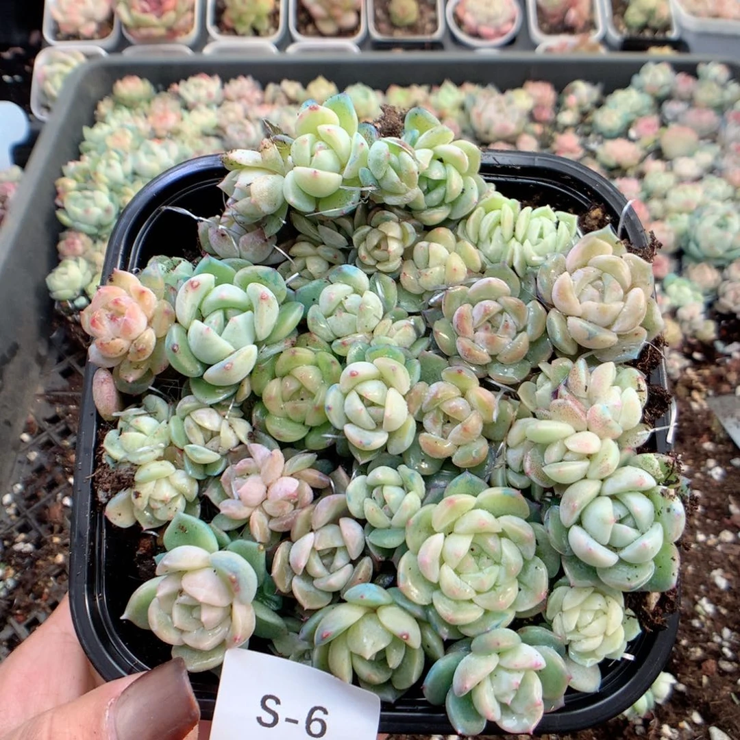 无花朵V6月英语英语