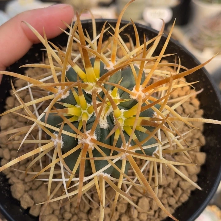 金刺金冠龙         实生根