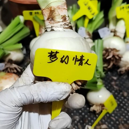 梦幻情人  主球 6.0