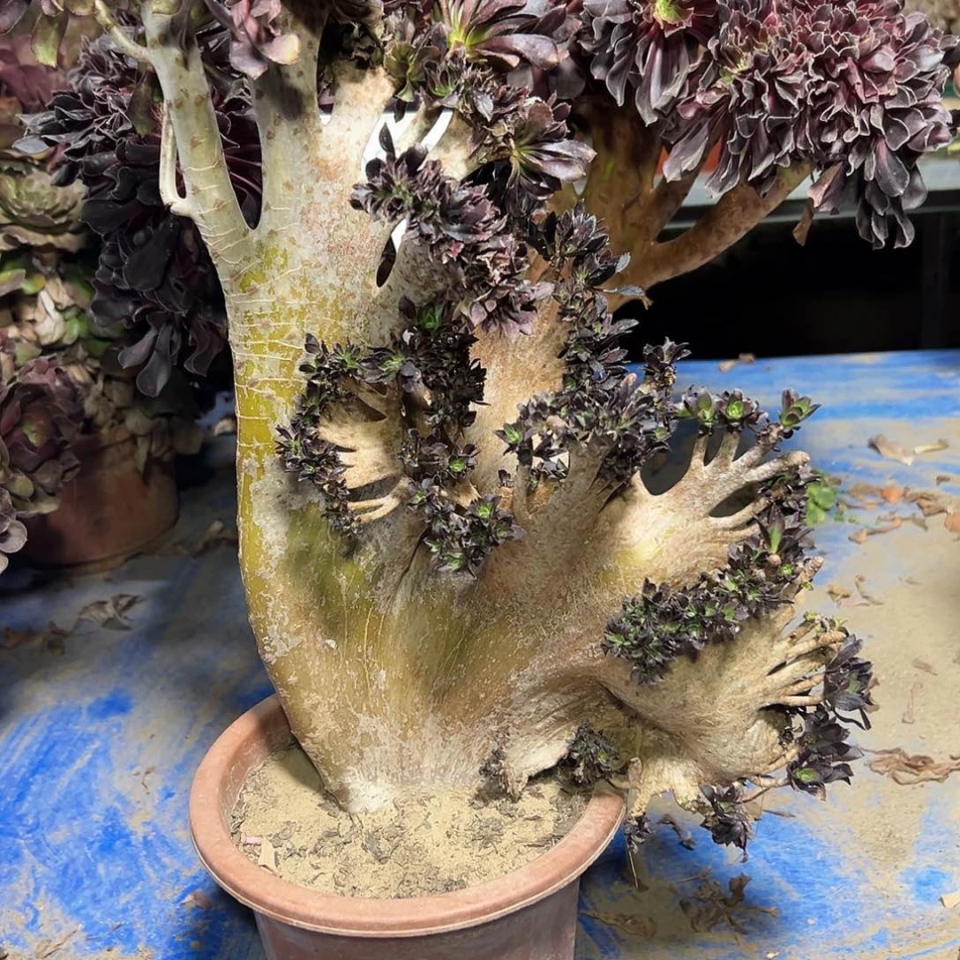 多肉植物黑法师缀花179