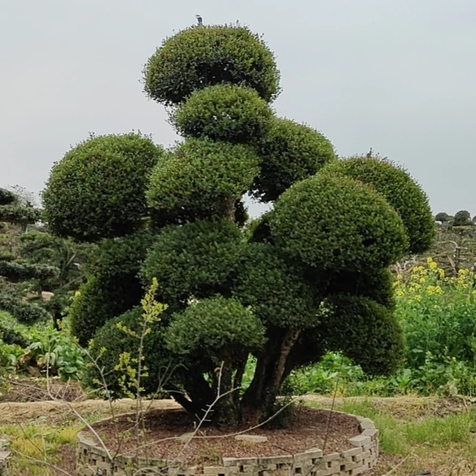 四季不落造型赤楠 耐高温 资源特别少 挂果 四季有不同观赏效果