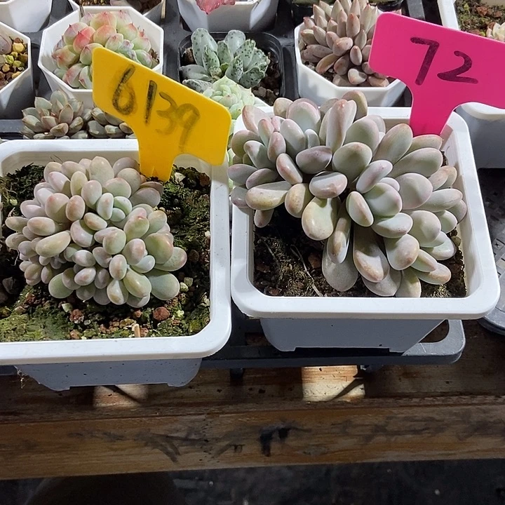 多肉植物粉兔6139 72