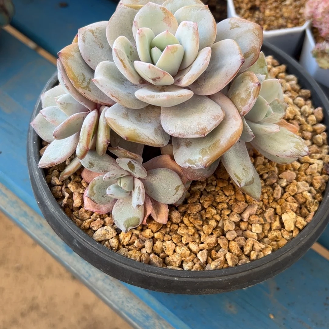 新年快乐 新年快乐