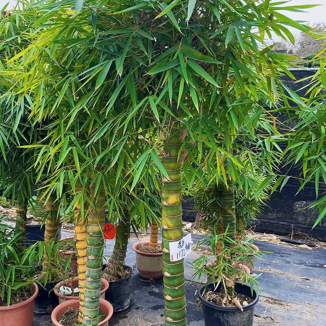 红陶佛肚竹88888